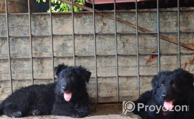 Black German Shepherd Long Coat