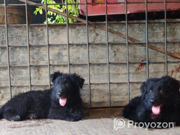 Black German Shepherd Long Coat