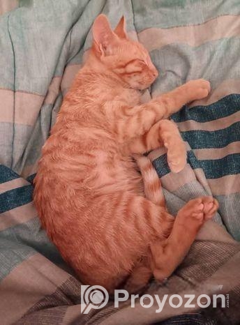 দুইটা বাচ্চা সহ বিড়ালের মা বাবা বিক্রি করা হবে