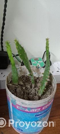 ক্যাকটাস