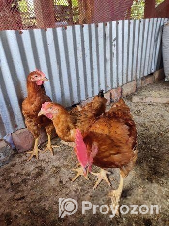 টাইগার মুরগি