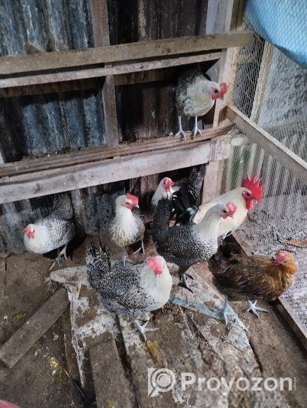 ফাওমি মুরগি বিক্রি হবে।