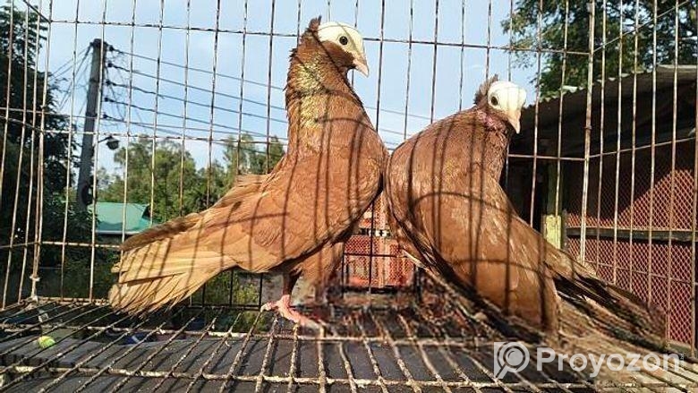 লাল মুখি কবুতর