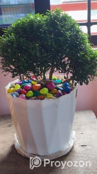 কামেনি জাতের গাছ