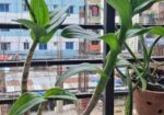 হাইব্রিড ডেনড্রোবিয়াম অর্কিড