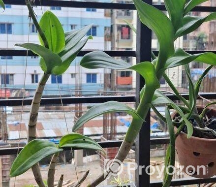 হাইব্রিড ডেনড্রোবিয়াম অর্কিড
