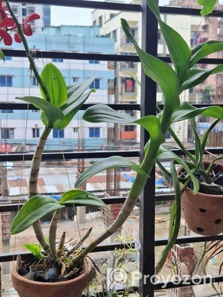 হাইব্রিড ডেনড্রোবিয়াম অর্কিড