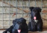 Black German Shepherd Long Coat
