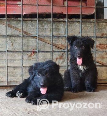 Black German Shepherd Long Coat