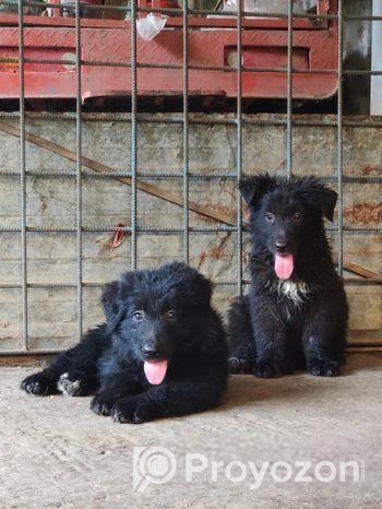 Black German Shepherd Long Coat