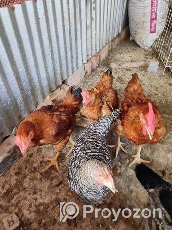 টাইগার মুরগি