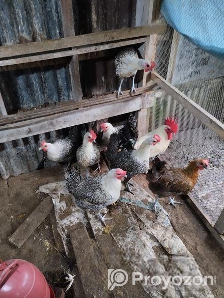 ফাওমি মুরগি বিক্রি হবে।