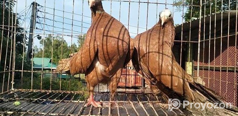 লাল মুখি কবুতর