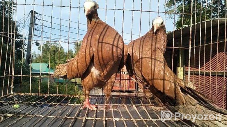 লাল মুখি কবুতর