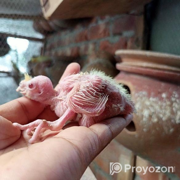 ককাটেল লুটিনো টেম্প সাইজ বেবি