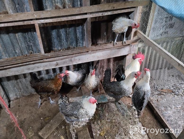 ফাওমি মুরগি বিক্রি হবে।