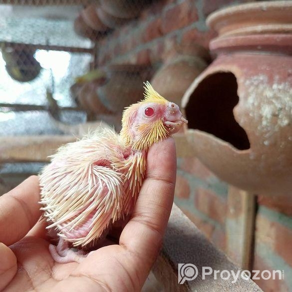 ককাটেল লুটিনো টেম্প সাইজ বেবি