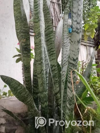 গাছের চারা