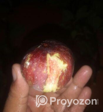 ত্বিন ফল গাছের কাটিং