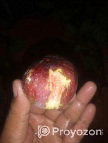 ত্বিন ফল গাছের কাটিং