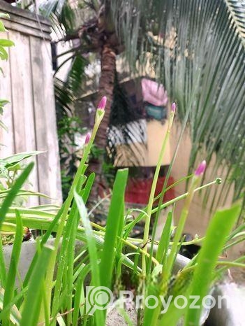 গাছের চারা