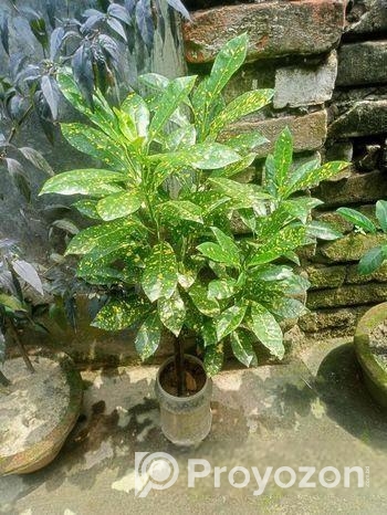 পাতা বাহার গাছ