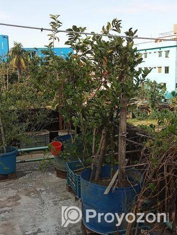 বিদেশি লিচু আম পেয়ারা আরো অন্যান্য ফলজ গাছ বড় ড্রামে ফিটিংসহ