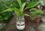 জার with plant