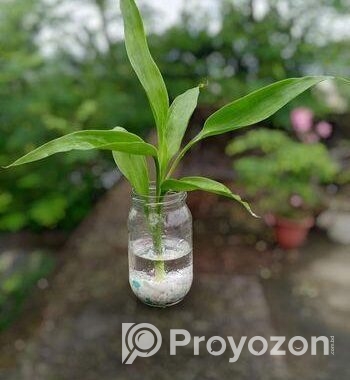 জার with plant