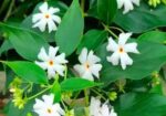 শিউলি গাছ