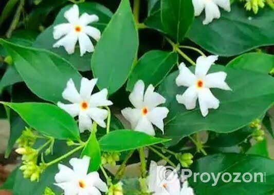 শিউলি গাছ