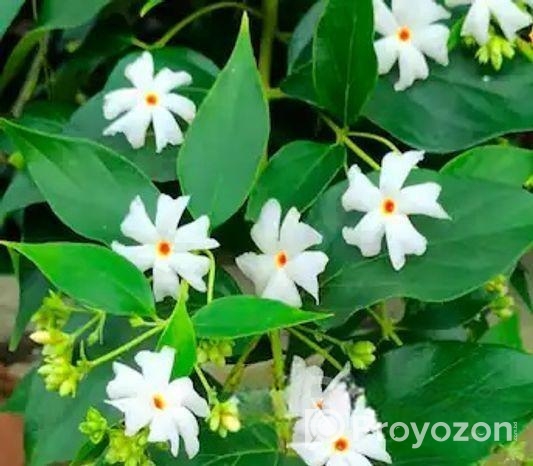 শিউলি গাছ