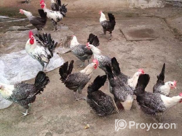 মিশুরি ফাওমি মুরগি