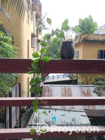 গাছের চারা