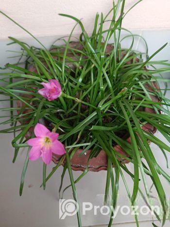 রেইন লিলি গাছ সেল হবে