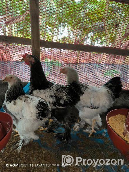 অরজিনাল লাইটব্রাঈমা মুরগি (মদ্দা)