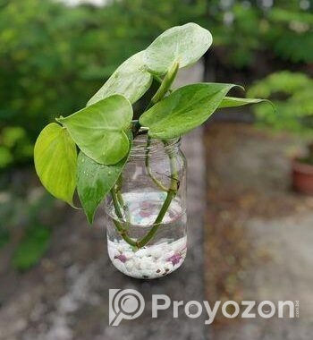 জার with plant