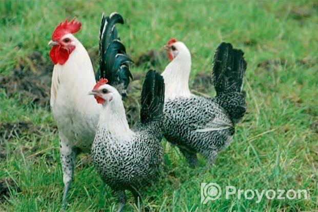 মিশুরি ফাওমি মুরগি