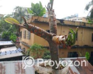 fitted-97_2025-09-17_11-49-44