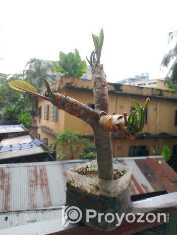 গাছের চারা