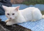 Parsian Cat 10 Month Age Cat.
