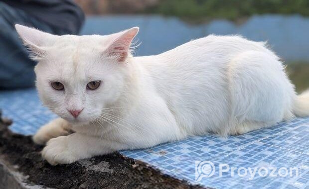 Parsian Cat 10 Month Age Cat.