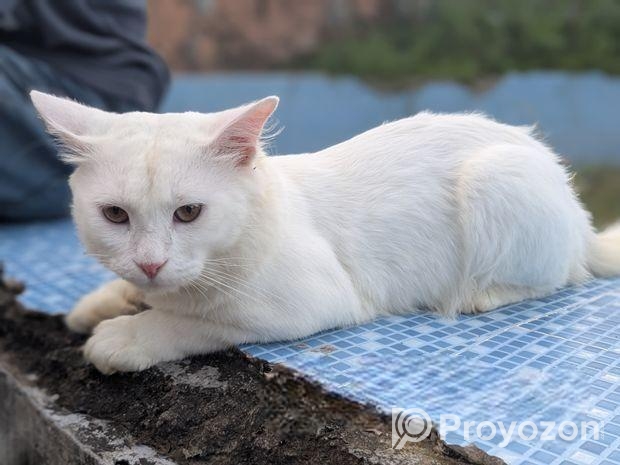 Parsian Cat 10 Month Age Cat.