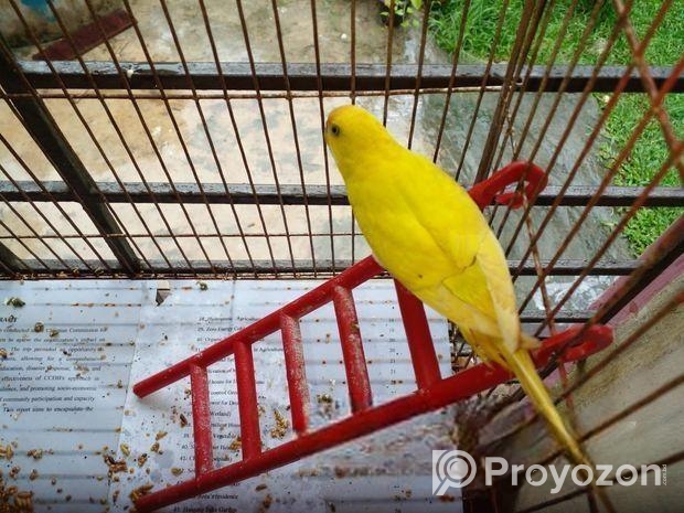 লুটিনো বার জিগার