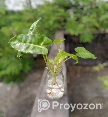 জার with plant