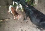 একটি মা ছাগল এবং দুইটি বাচ্চা সহ বিক্রি করা হবে