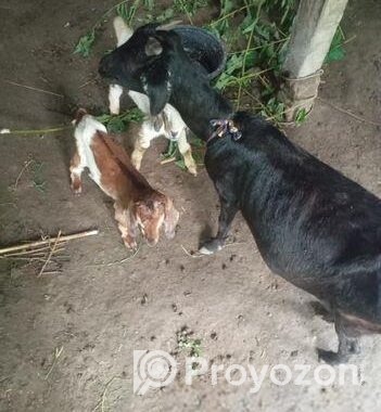 একটি মা ছাগল এবং দুইটি বাচ্চা সহ বিক্রি করা হবে