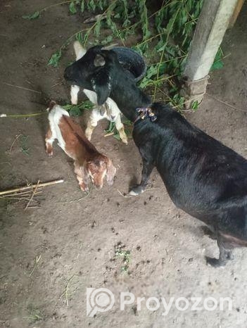 একটি মা ছাগল এবং দুইটি বাচ্চা সহ বিক্রি করা হবে