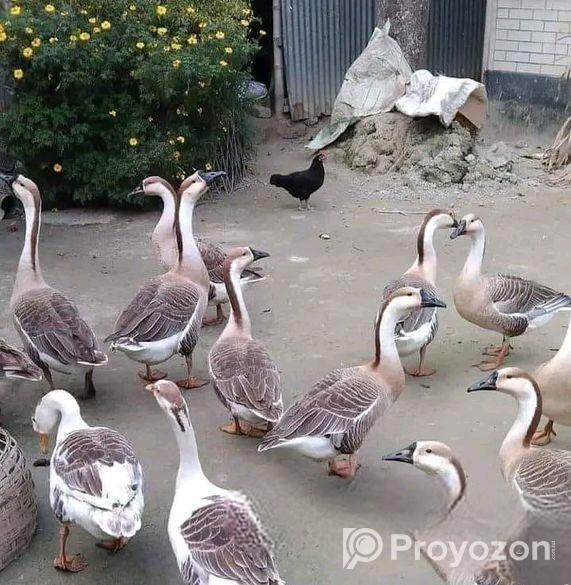 রাজহাঁস বিক্রি করা হবে।