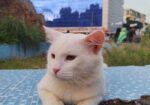 Parsian Cat 10 Month Age Cat.